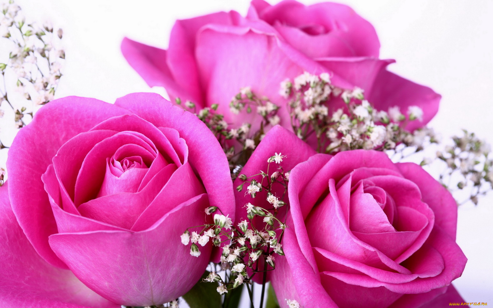 cvety-rozy-rozovye-nezhnye-587033.jpg