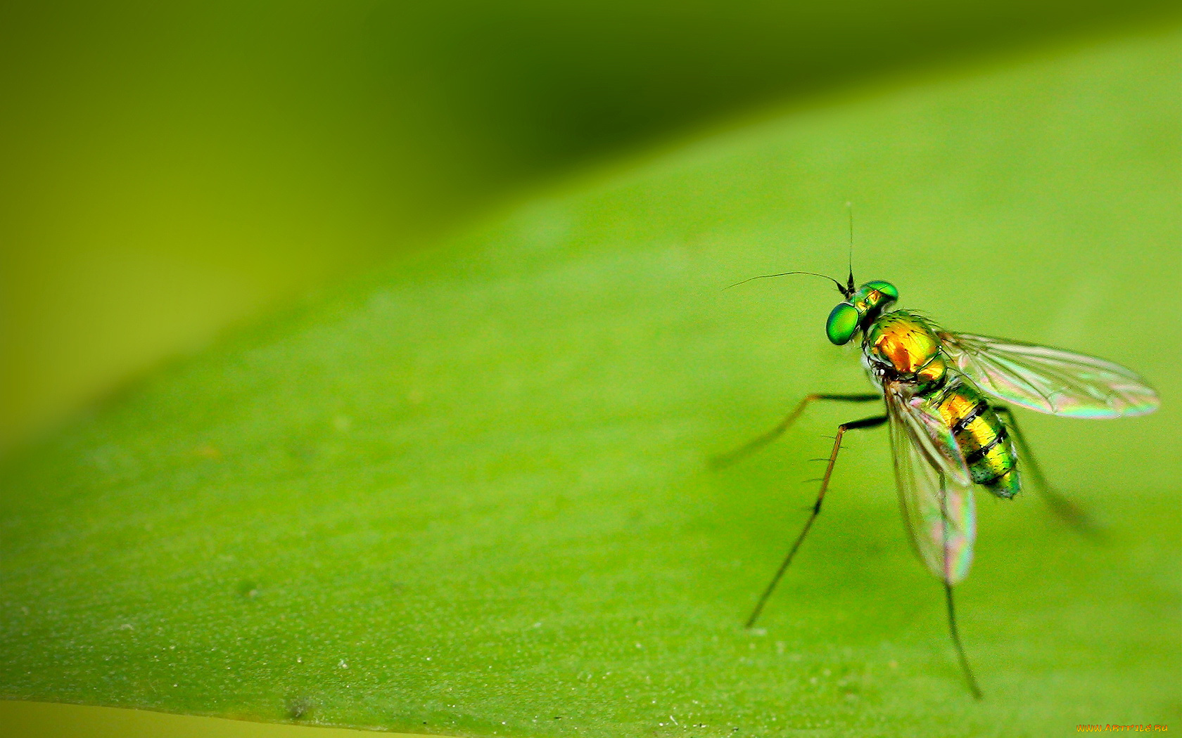 Зеленая муха тля. Комар. Зеленое насекомое. Зеленые комары. Муха комар.