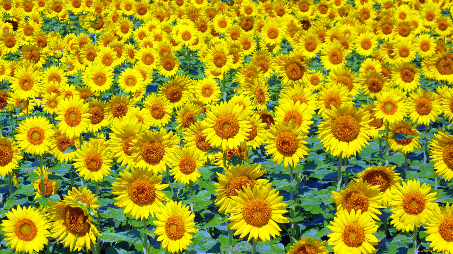 цветы, подсолнухи, поле, жёлтый, лето
