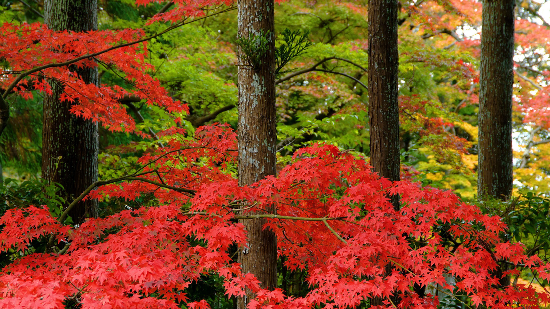 природа, деревья, листья, клён, лес, осень