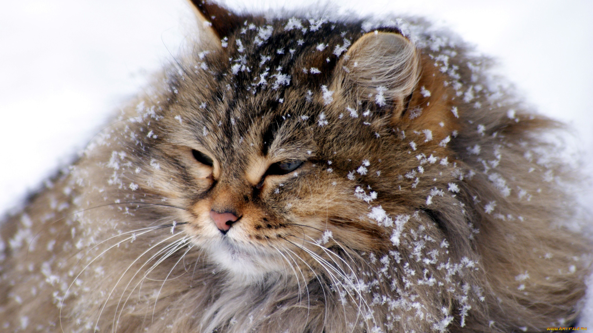 животные, коты, великан, снежинки