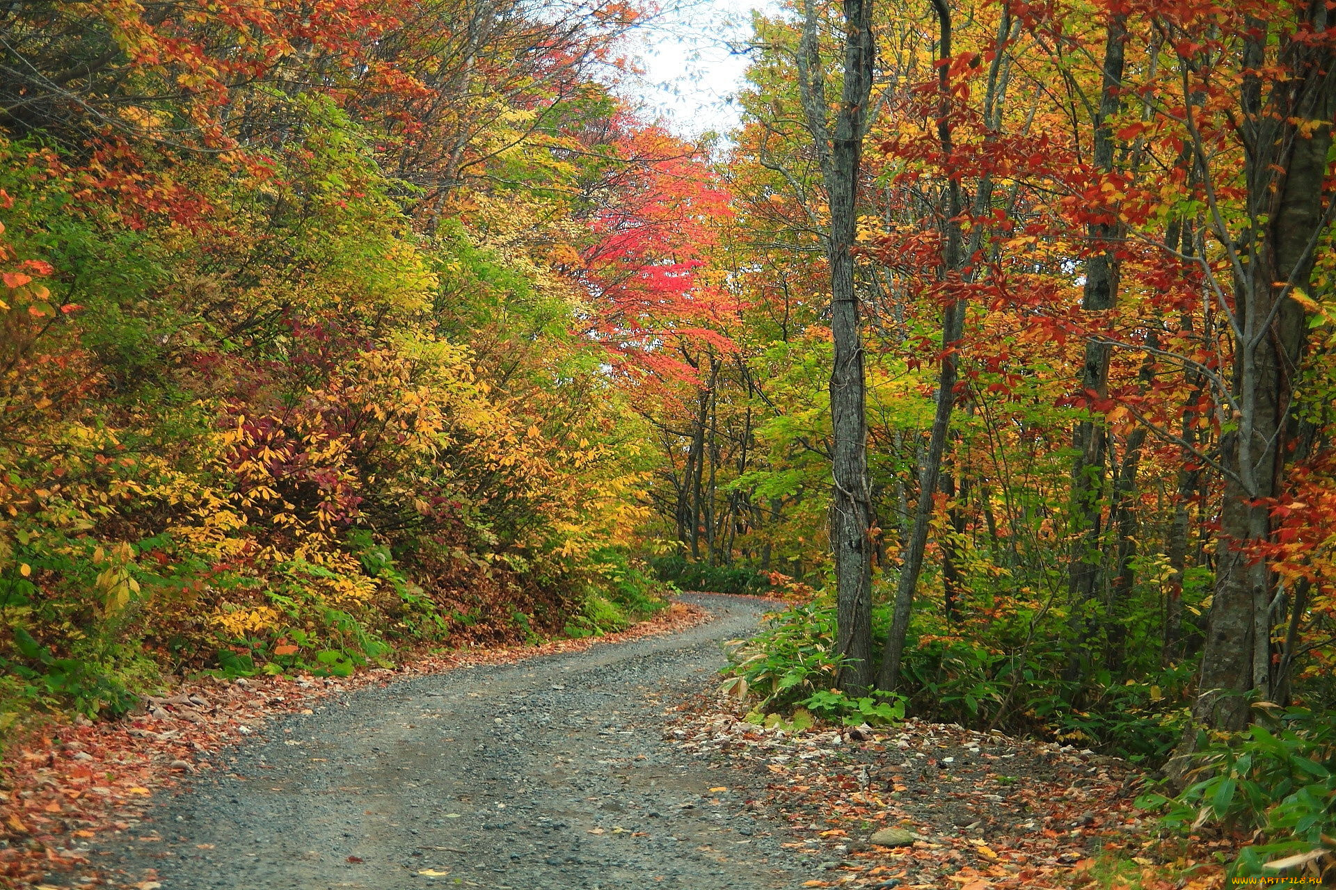 природа, дороги, осень, деревья