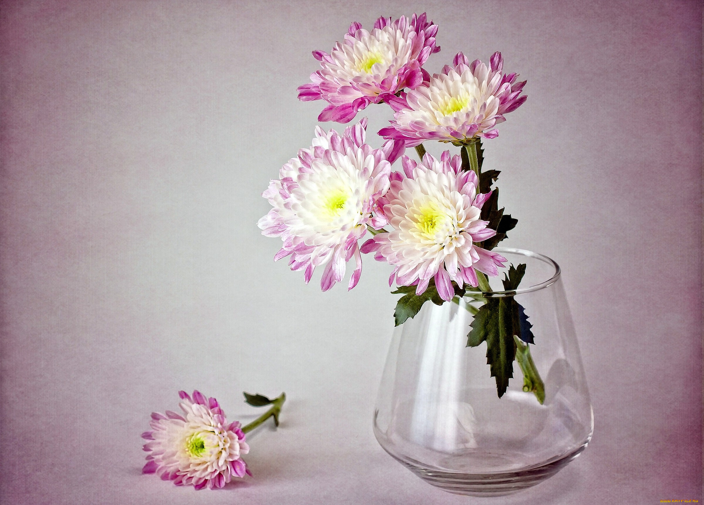 цветы, хризантемы, бледно-розовый, ваза