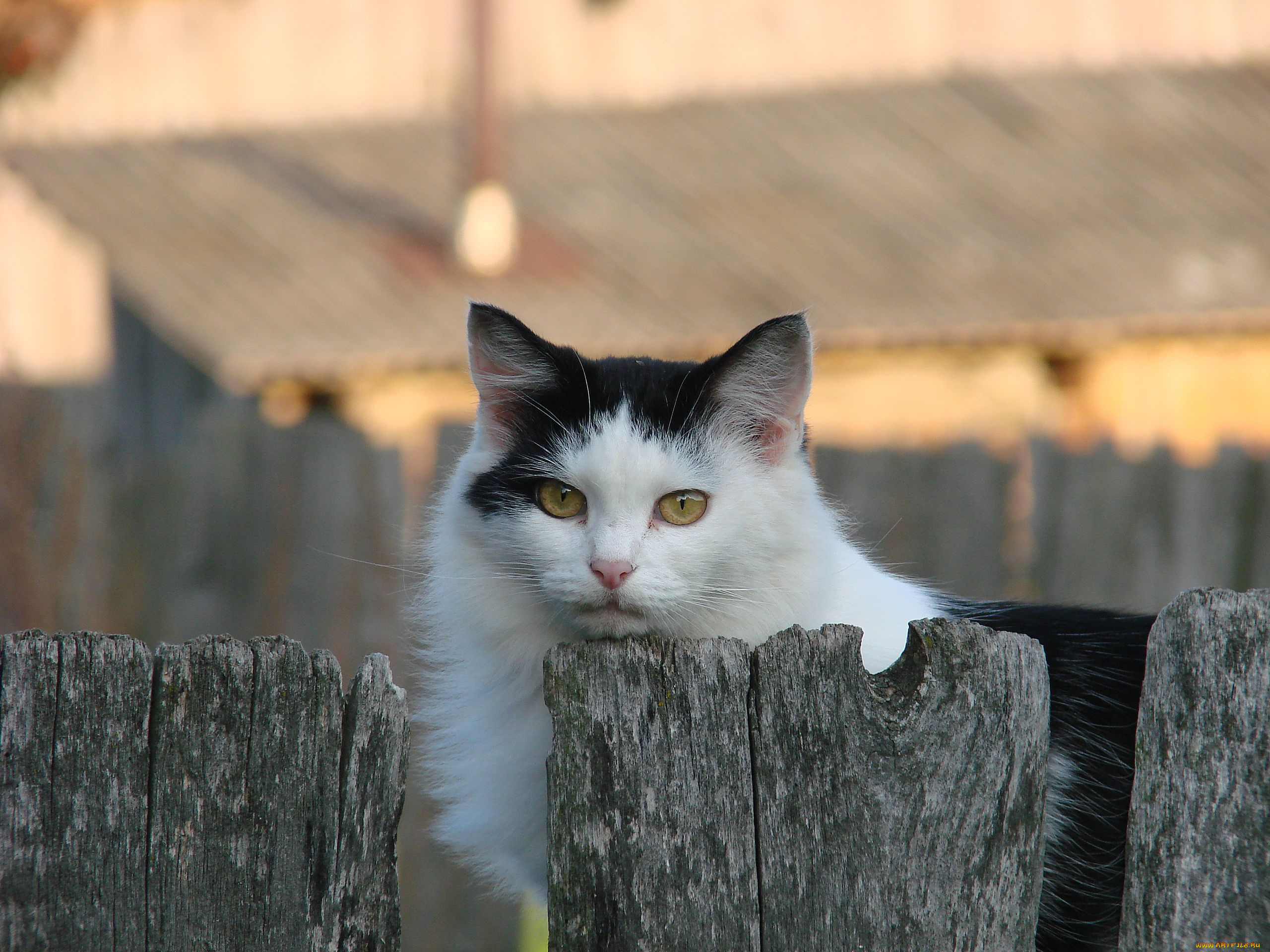 животные, коты, взгляд