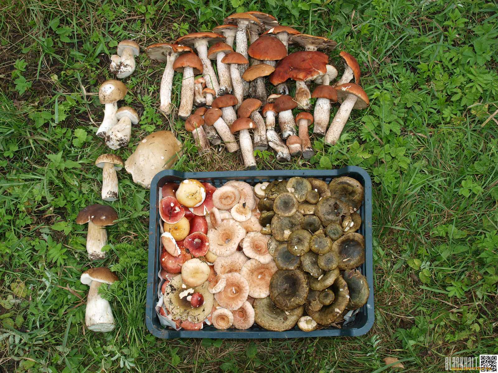 еда, грибы, грибные, блюда