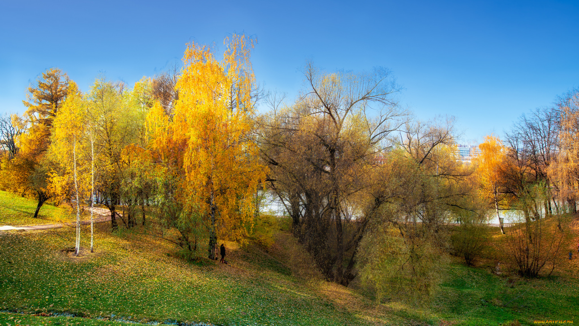 природа, лес, осень, низина