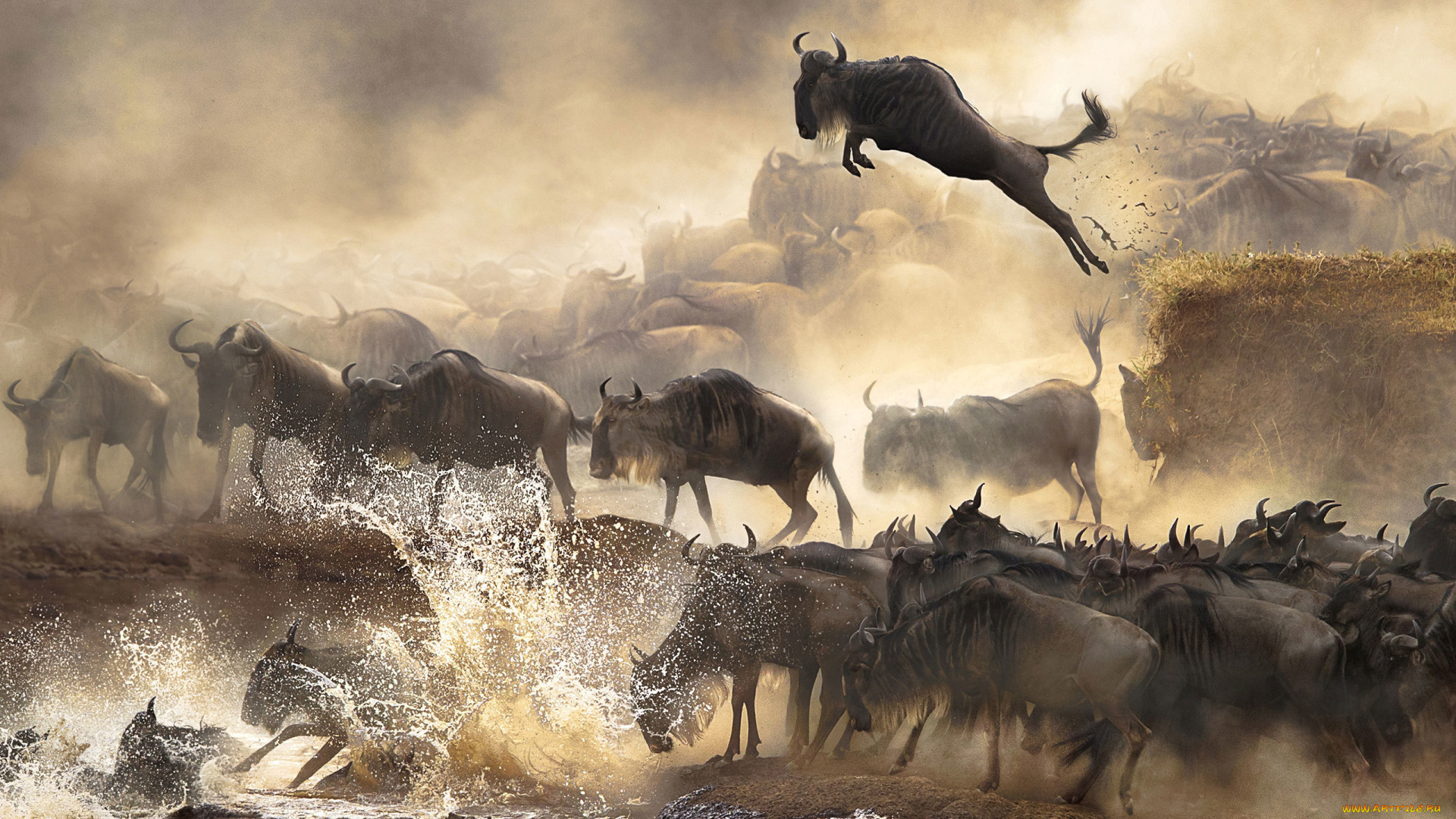 животные, антилопы, водоём, брызги, стадо, прыжок
