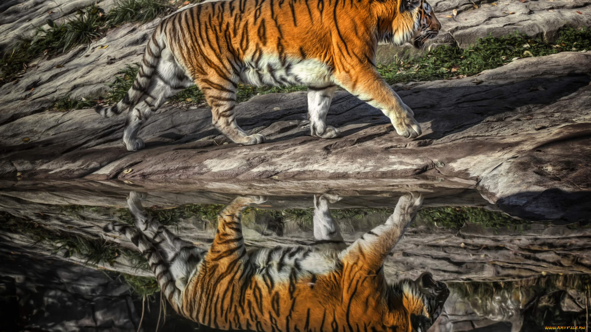 животные, тигры, хищник, тигр, отражение
