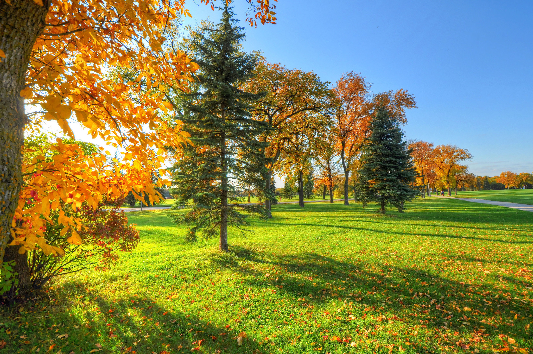 природа, деревья, осень, небо, листья, трава, жёлтые