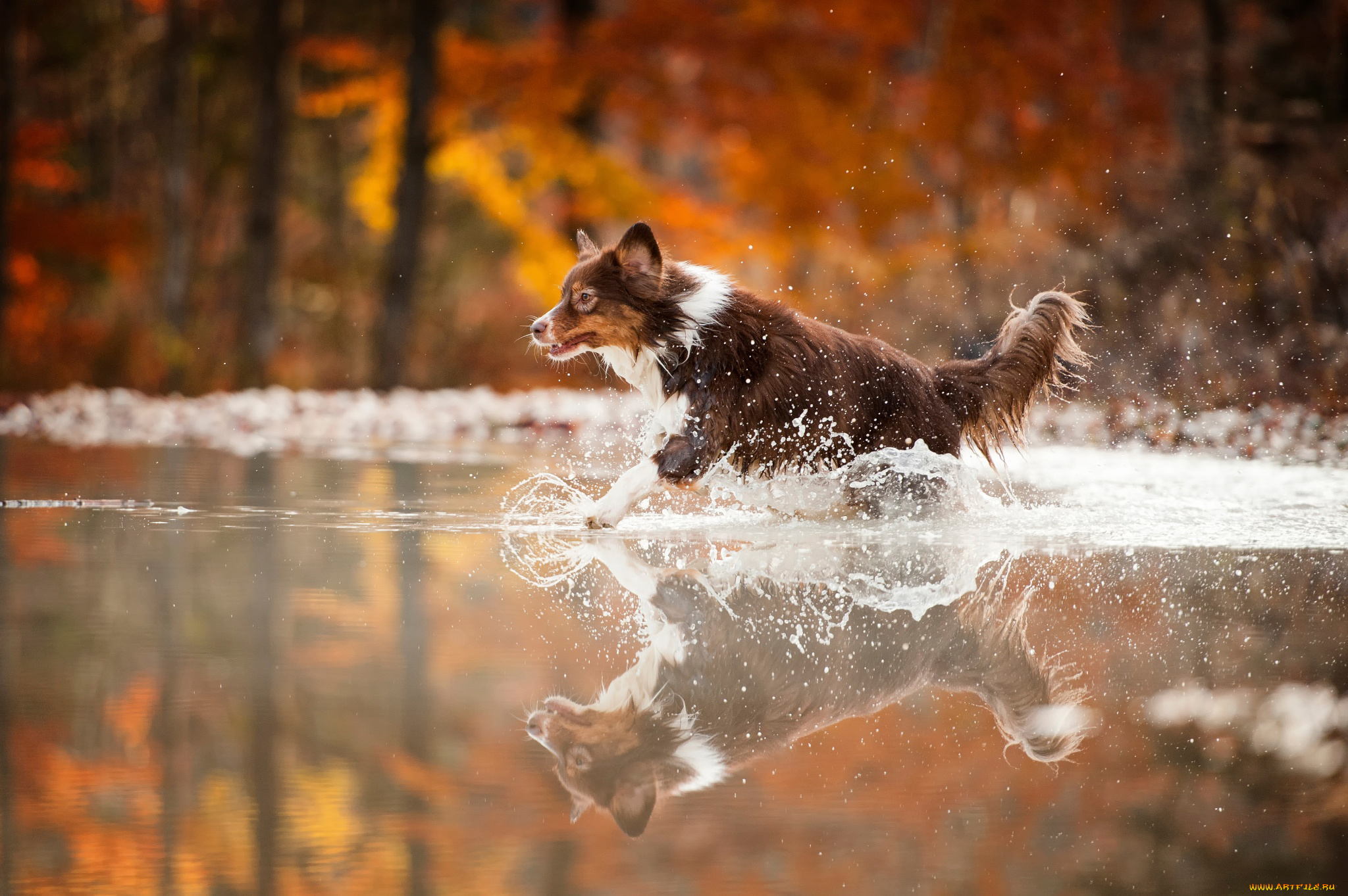 Дождь начавшийся утром. Бордер-колли. Бордер колли в реке. Собака бежит. Щенок бежит.