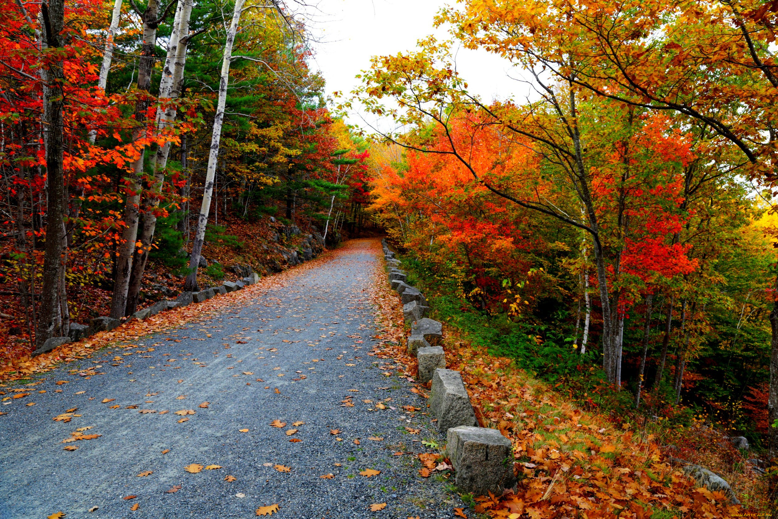 природа, дороги, листья, деревья, лес, осень, дорога