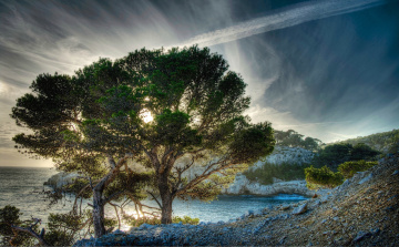 Картинка природа побережье океан скалы дерево облака