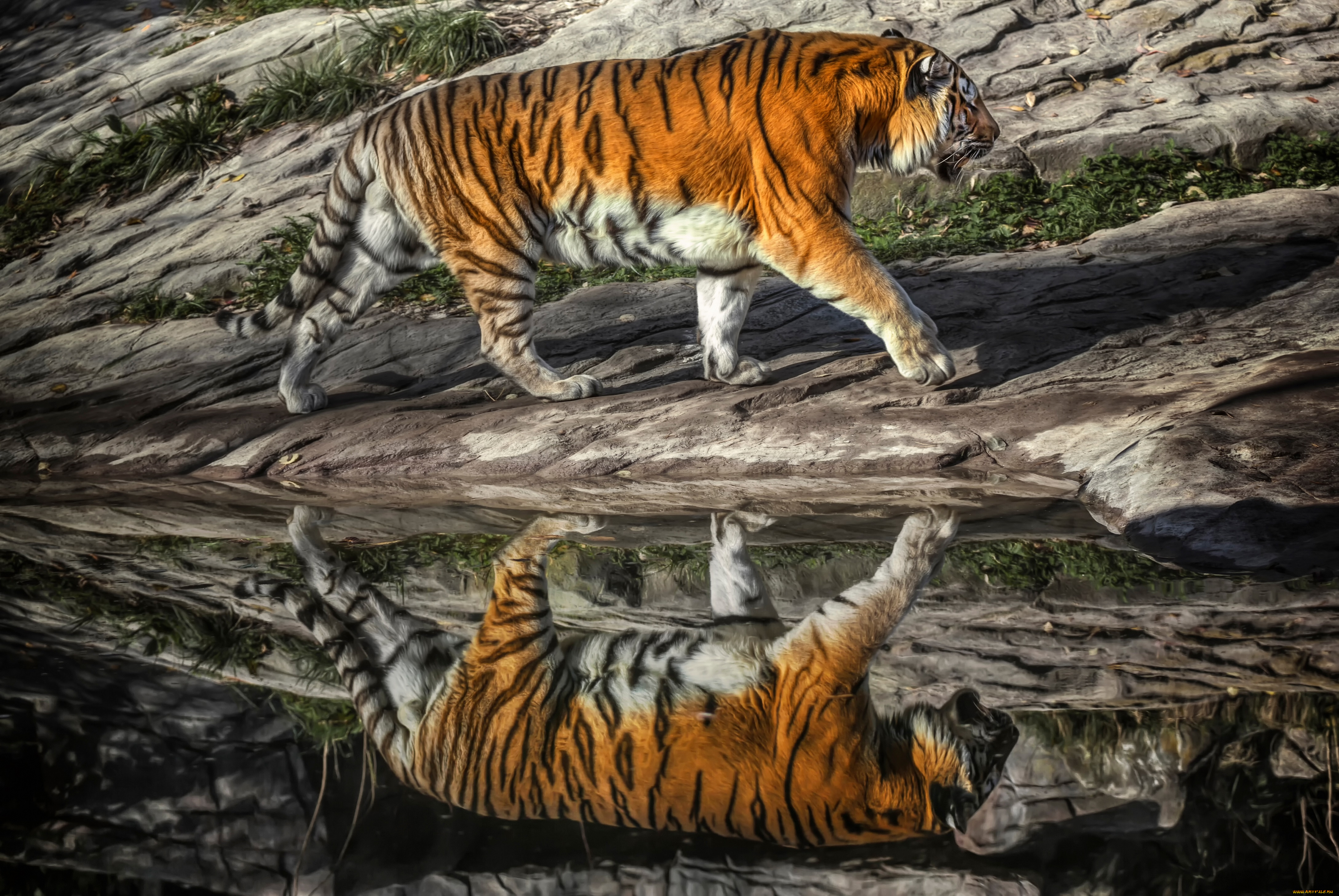 животные, тигры, хищник, тигр, отражение