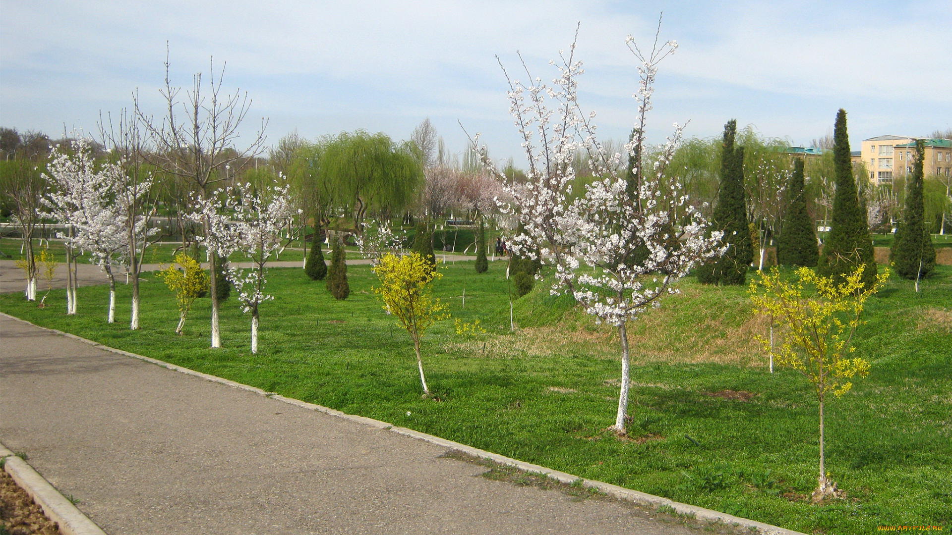 природа, дороги, цветы, весна, саженцы, зелень