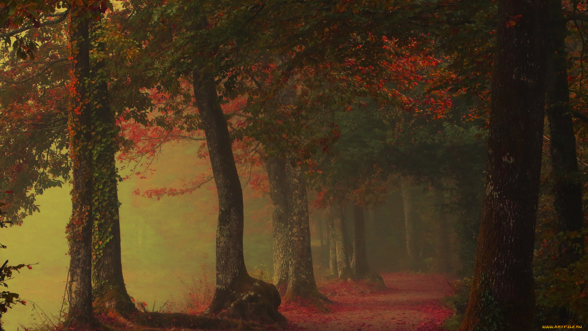 природа, дороги, деревья, дорога, осень, туман
