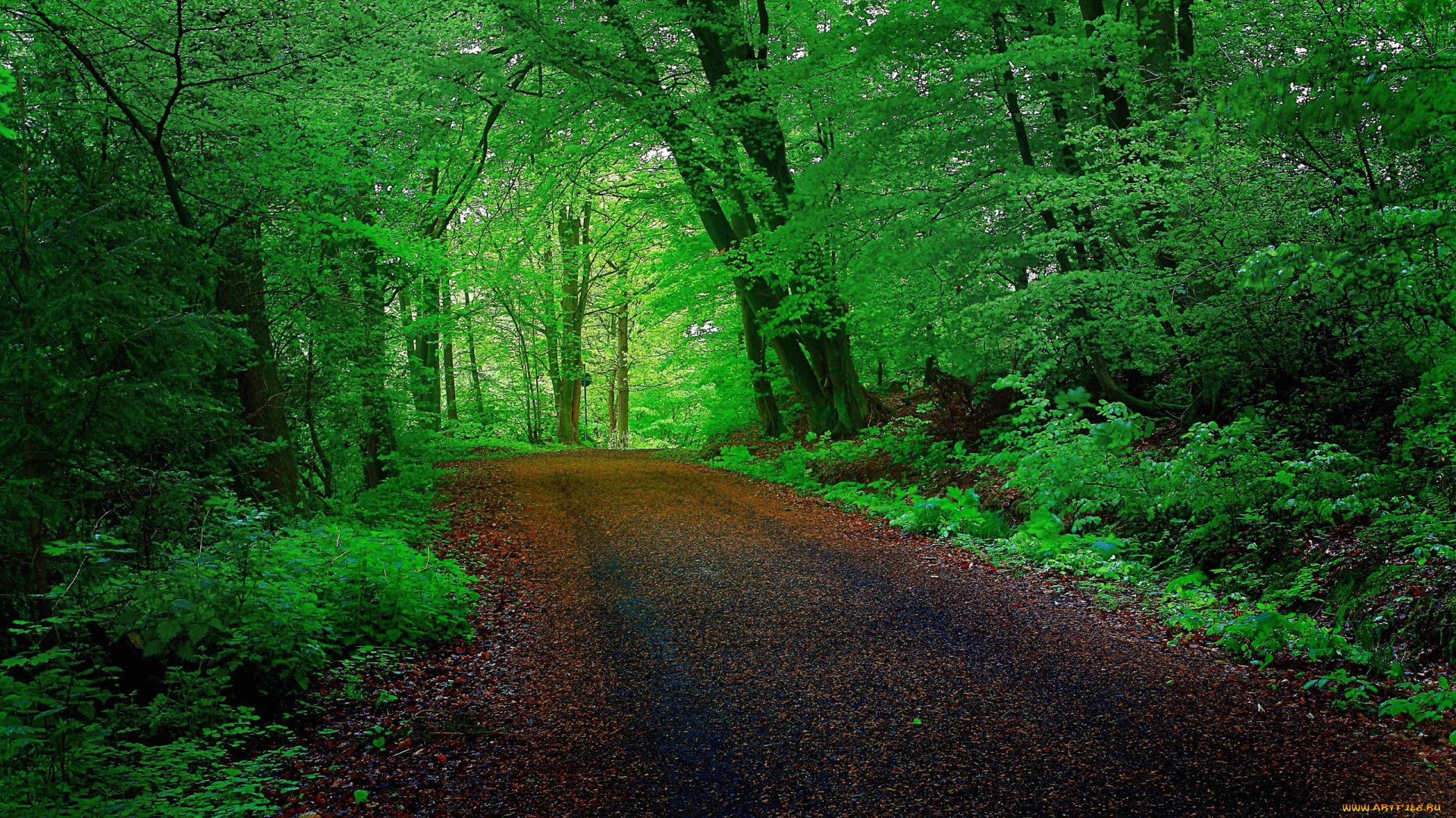 природа, дороги, деревья, лес, дорога, тоннель