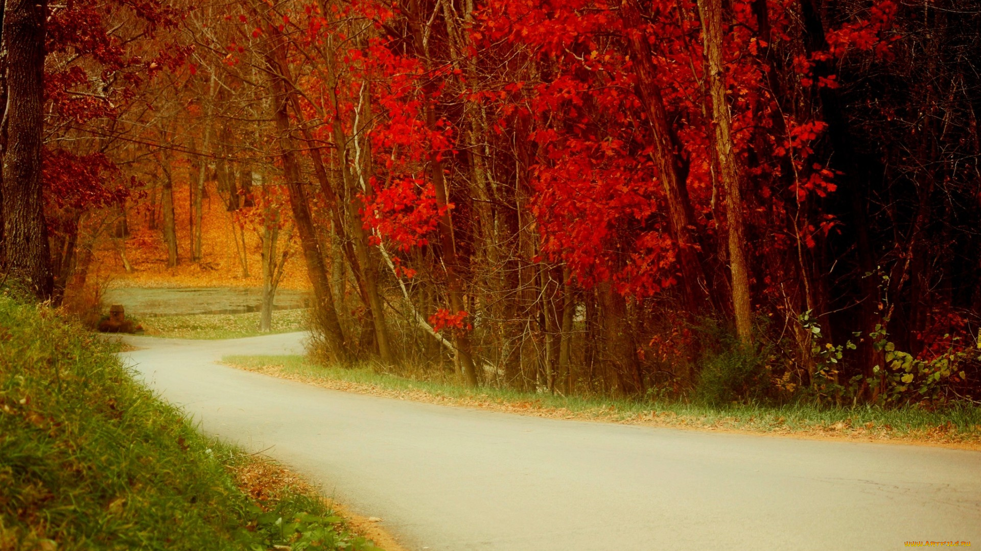 природа, дороги, nature, дорога, осень, листья, walk, trees, leaves, colorful, colors, fall, autumn, path, road