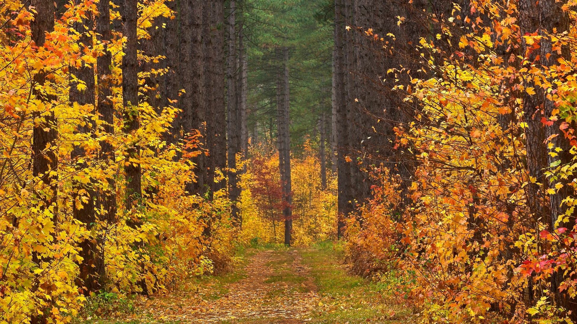 природа, дороги, осень, деревья, просека, листья, дорога, лес, пейзаж