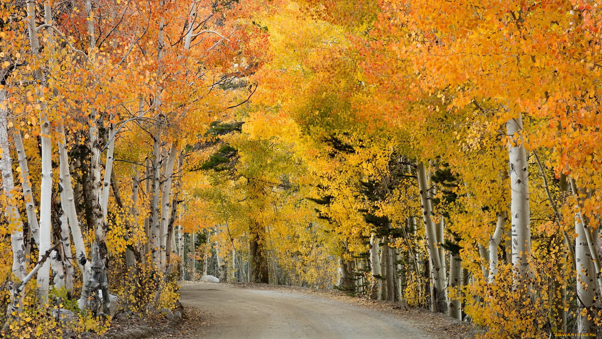 природа, дороги, осень, лес, дорога