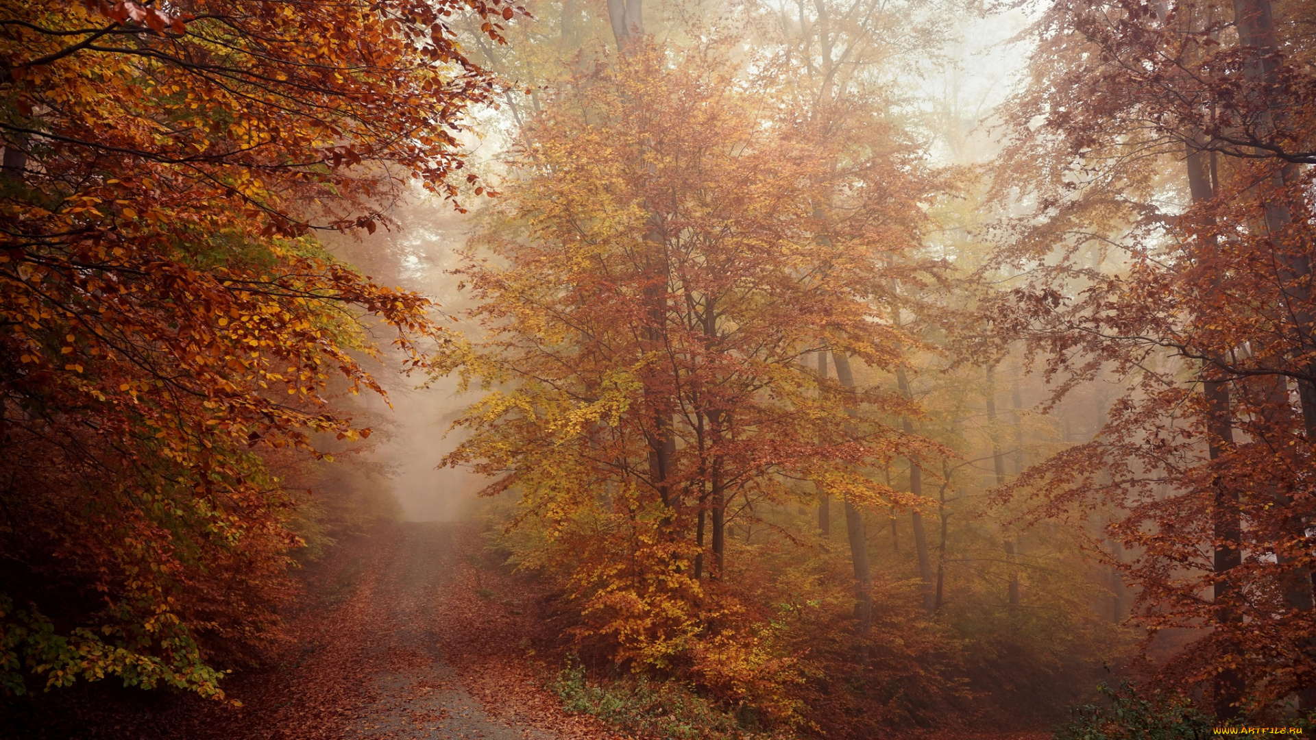 природа, дороги, осень, туман, лес, деревья