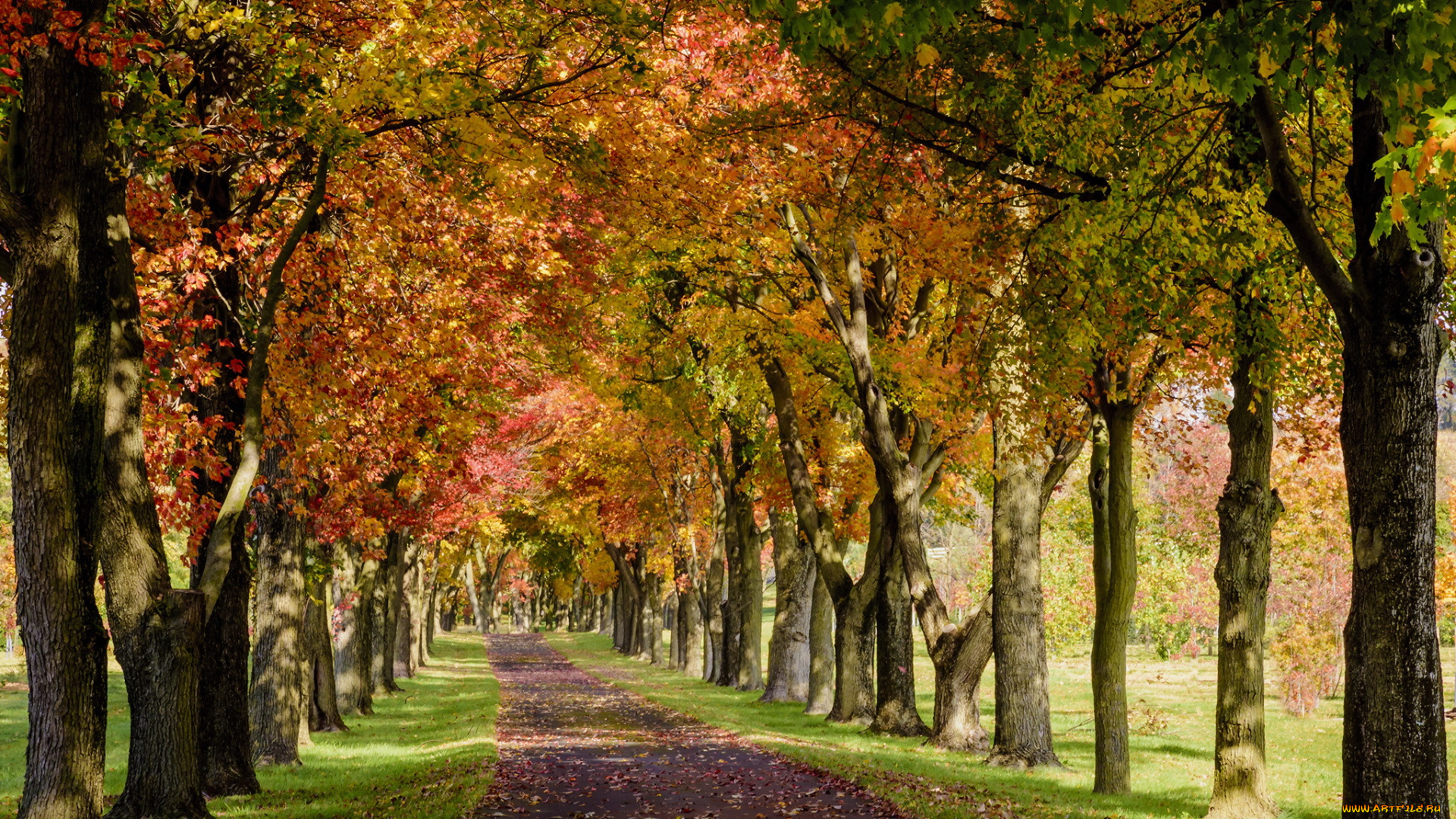 природа, дороги, парк, осень, деревья