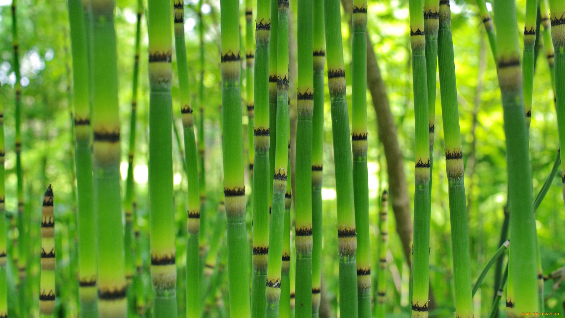 природа, другое, растение, заросли, бамбук