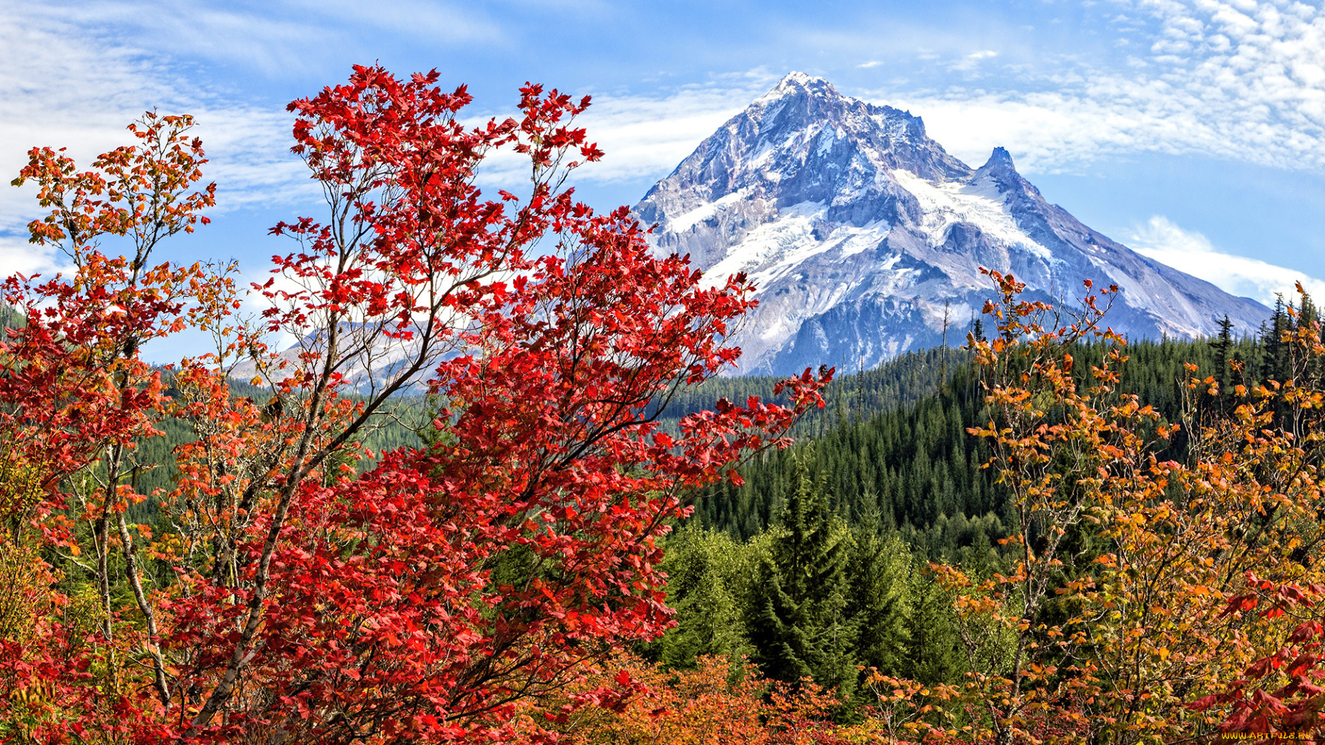 природа, горы, осень, лес, деревья, ветки, листва, яркие, цвета