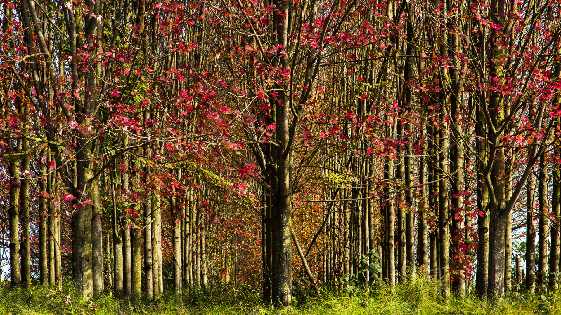 природа, лес, красные, листья, деревья, осень