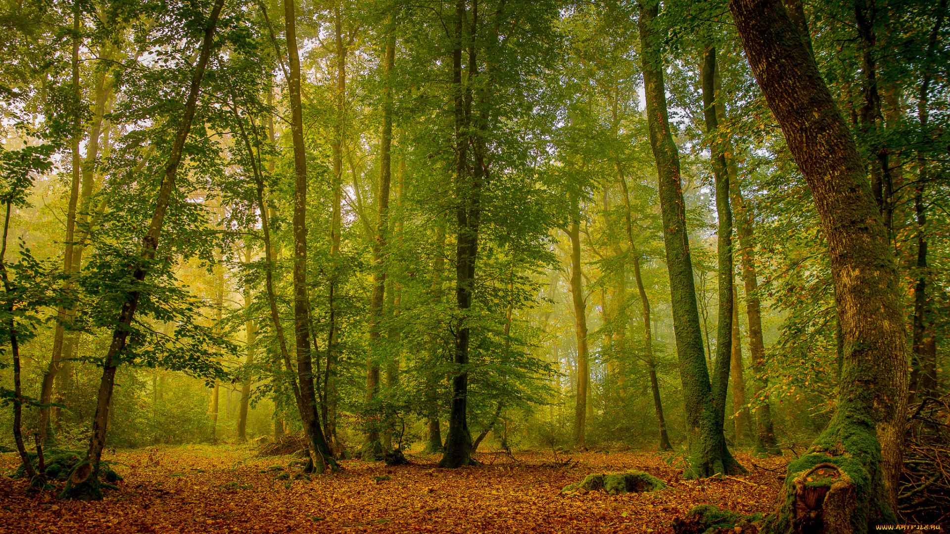 природа, лес, листва, осень