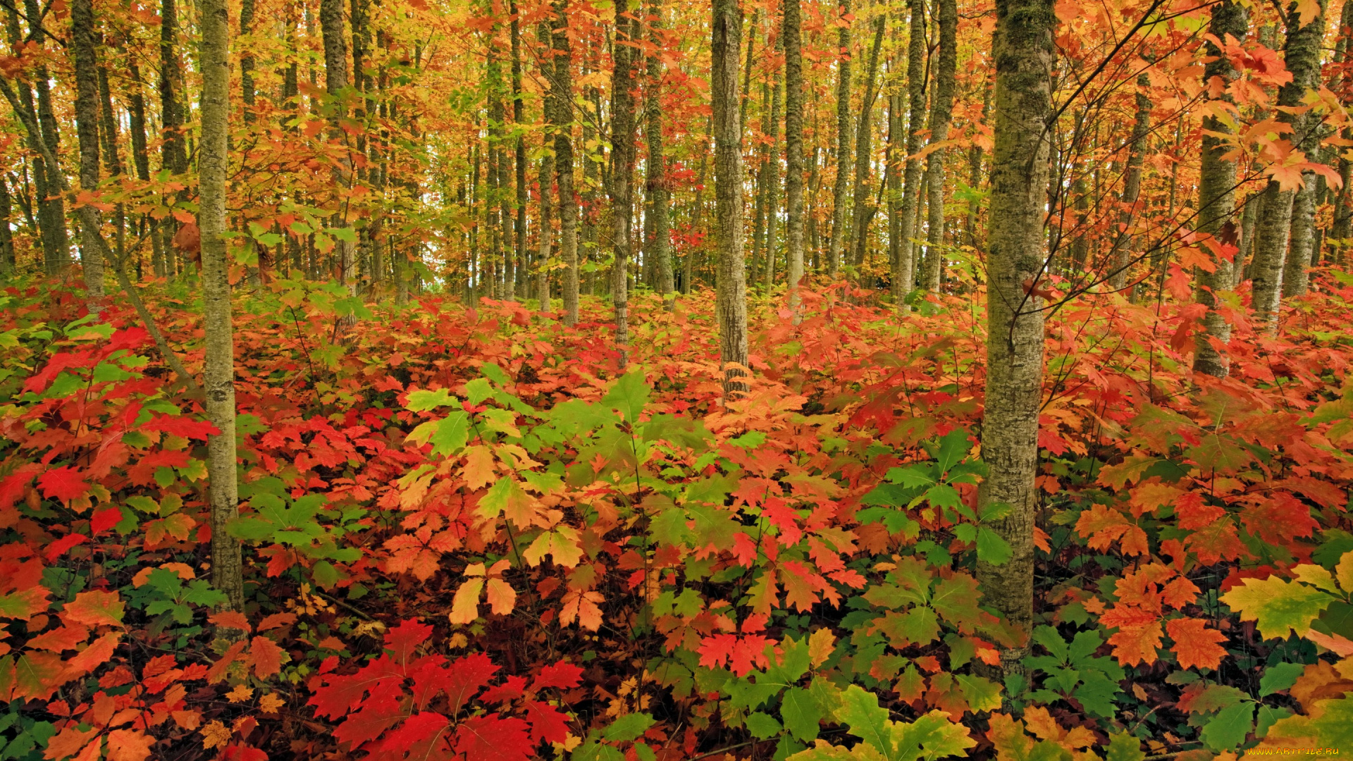 природа, лес, осень, деревья, трава, кусты, листья, краски
