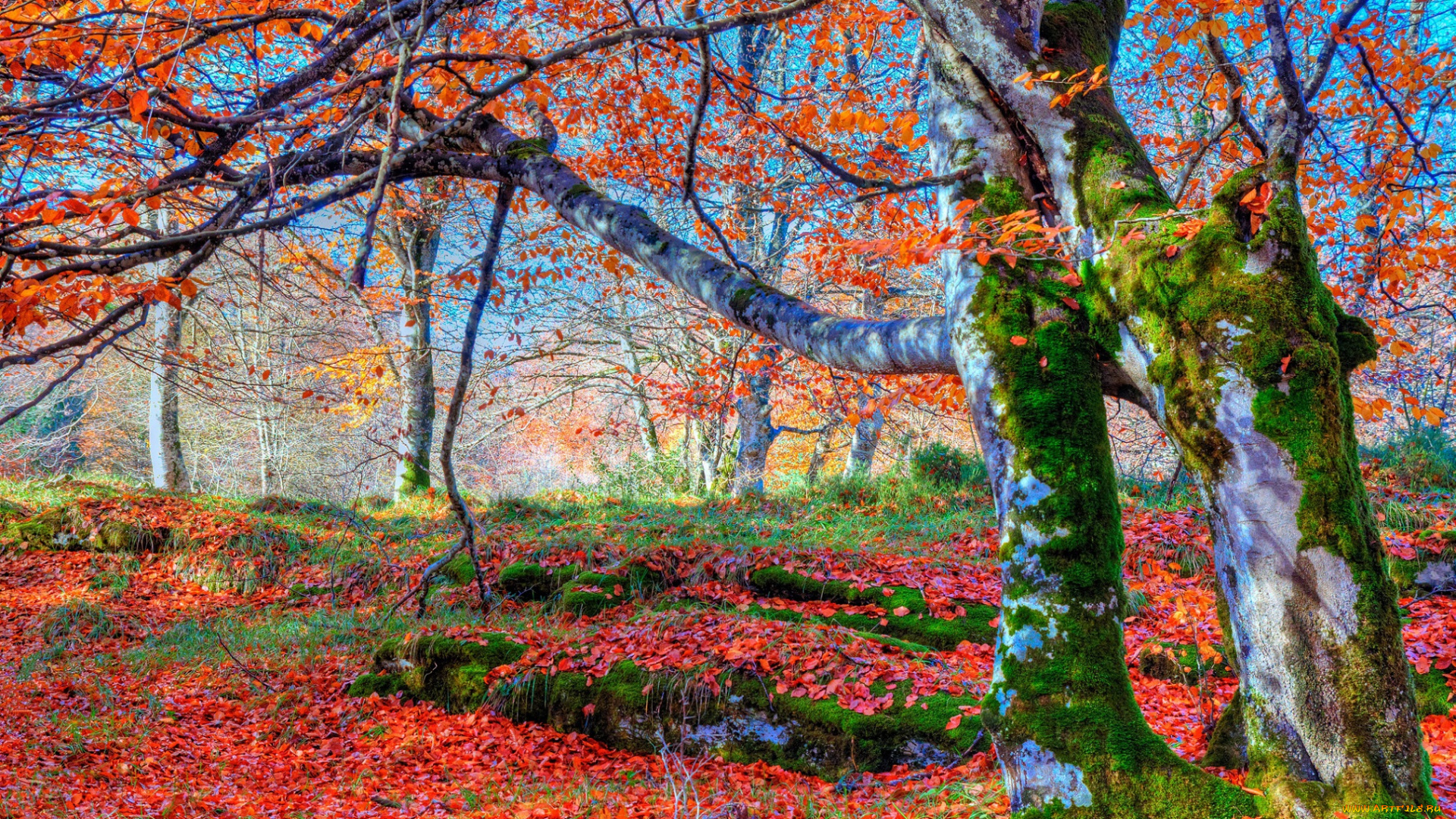 природа, лес, осень, склон, мох, листья, деревья