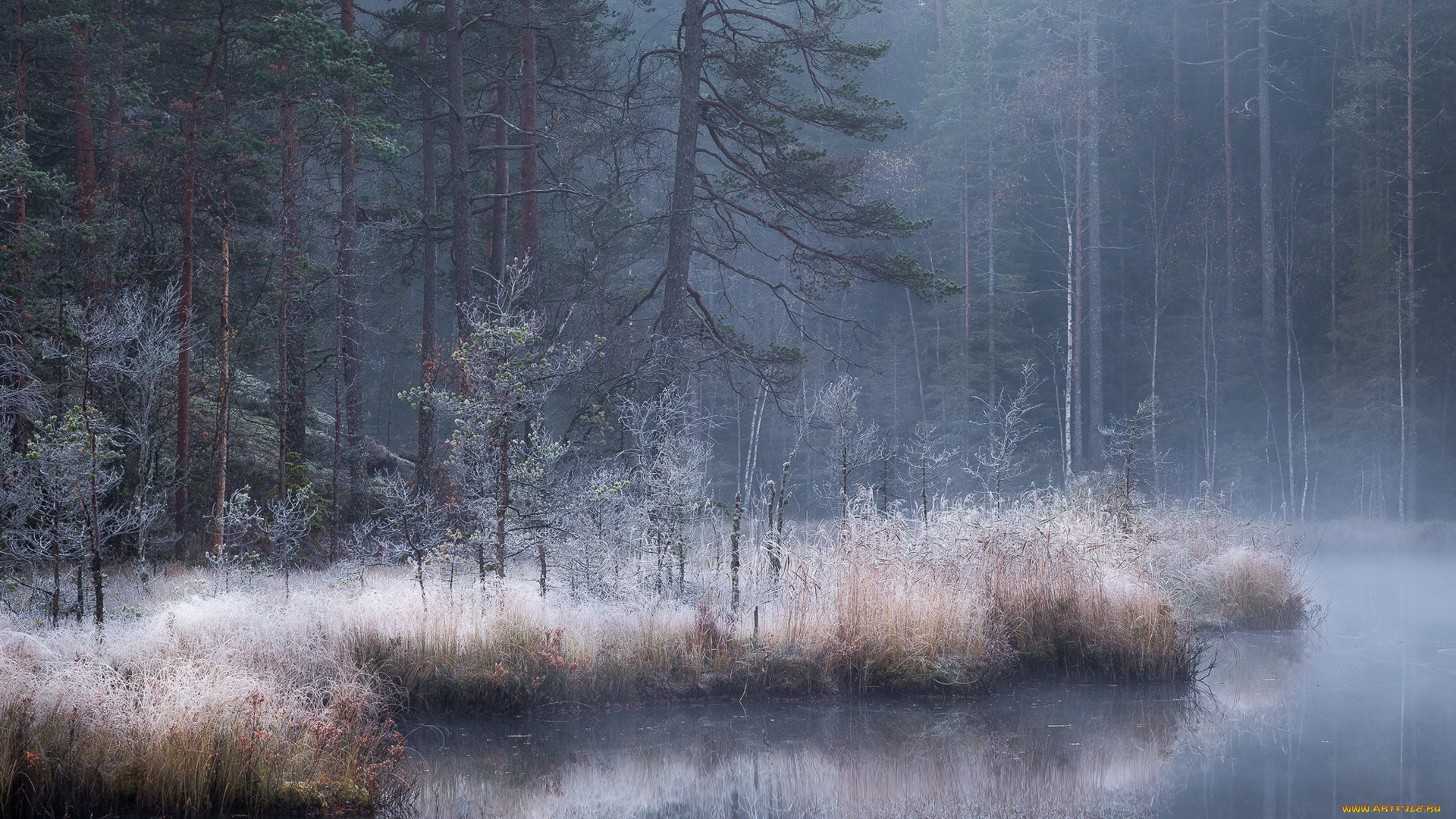 природа, лес, река, туман, осень