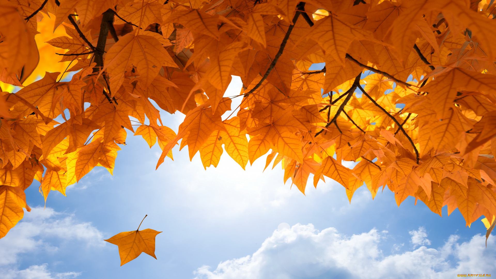 природа, листья, небо, осень, maple, fall, leaves, autumn