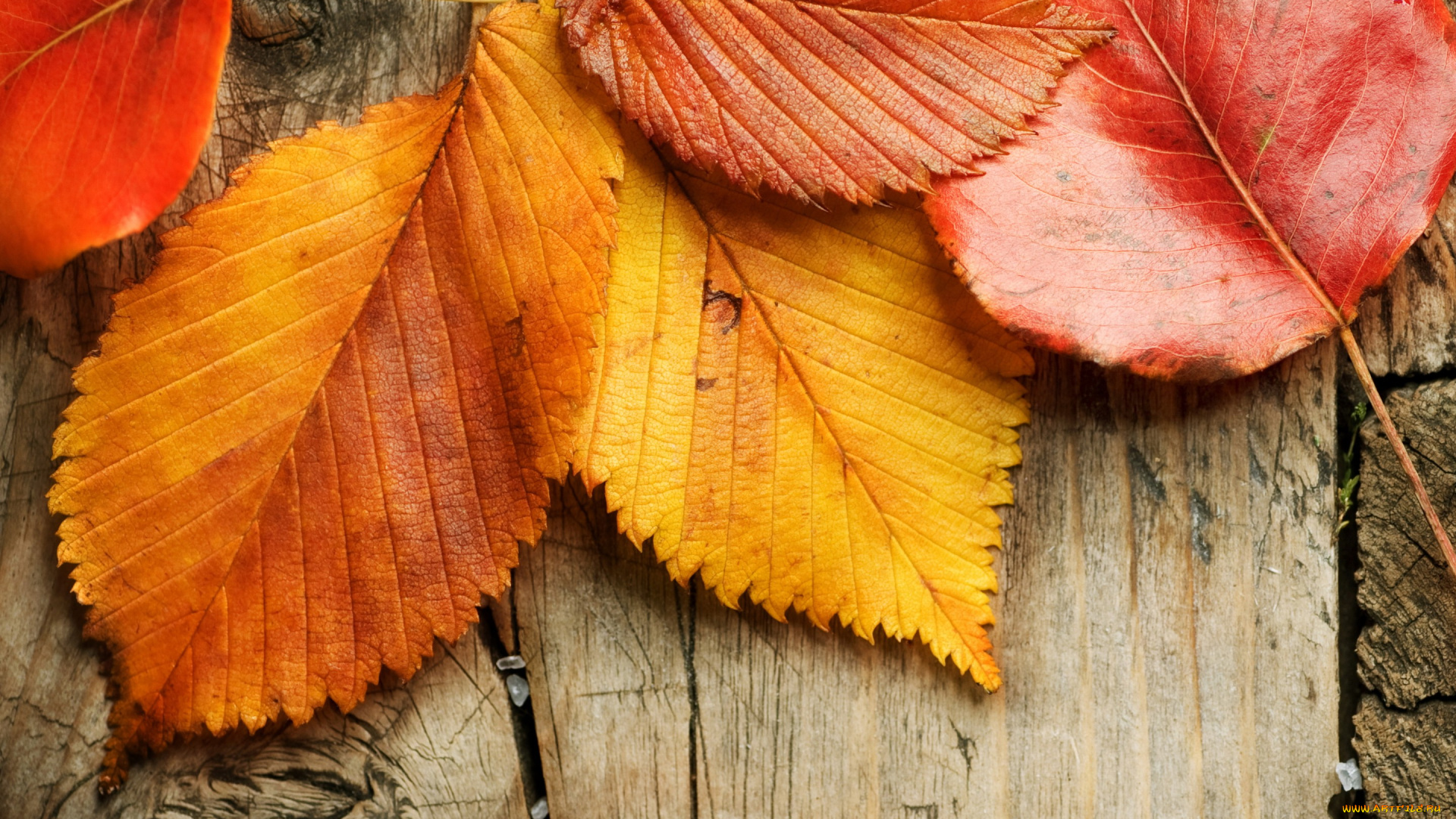 природа, листья, wood, осень, fall, leaves, autumn