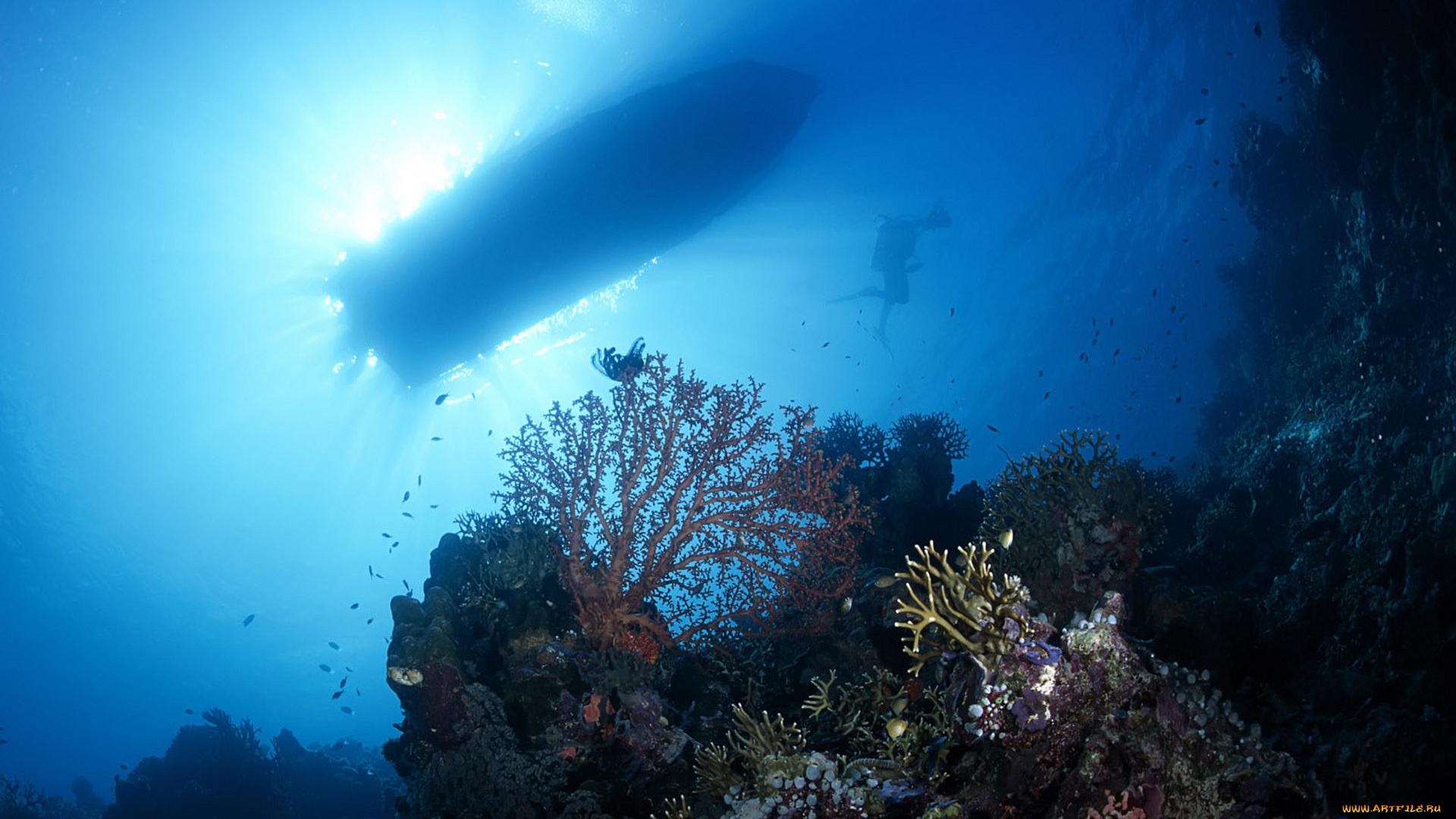 природа, морские, глубины, днище, кораллы, водоросли, водолаз, лодка, море