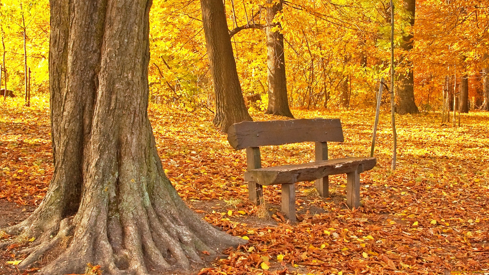 природа, парк, листья, осень, tree, park, maple, fall, leaves, autumn