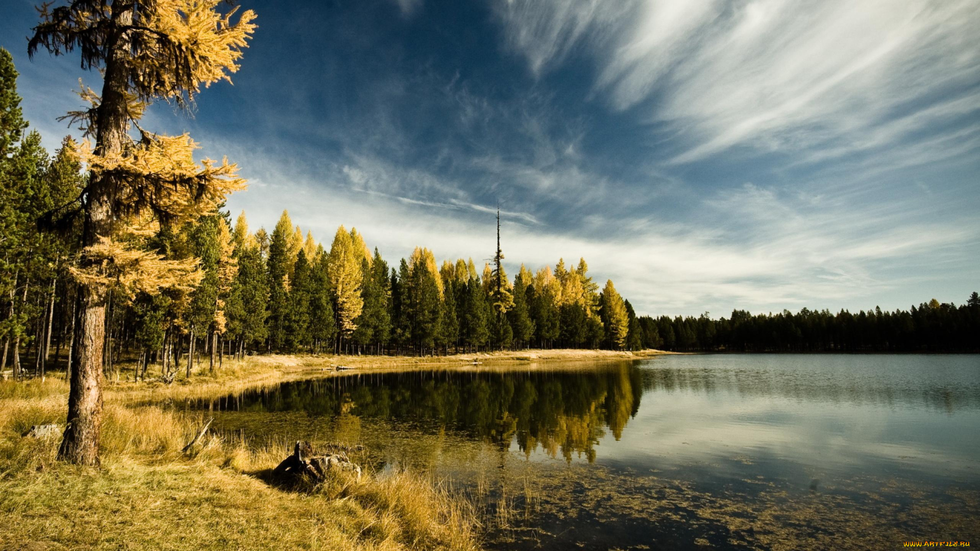 природа, реки, озера, коряга, берег, осень, деревья, лес, облака, небо, водоросли, озеро