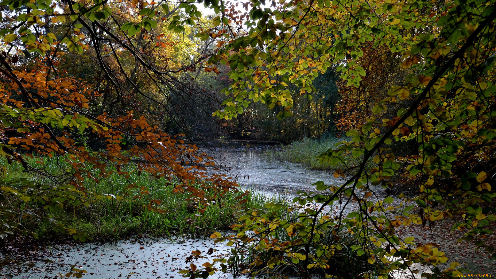 природа, реки, озера, лес, река