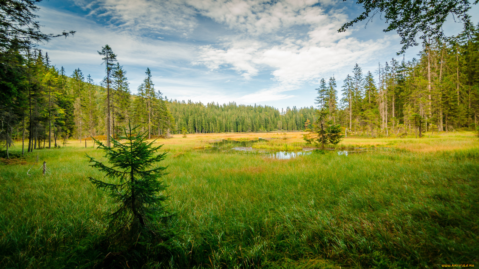 природа, реки, озера, река, лес