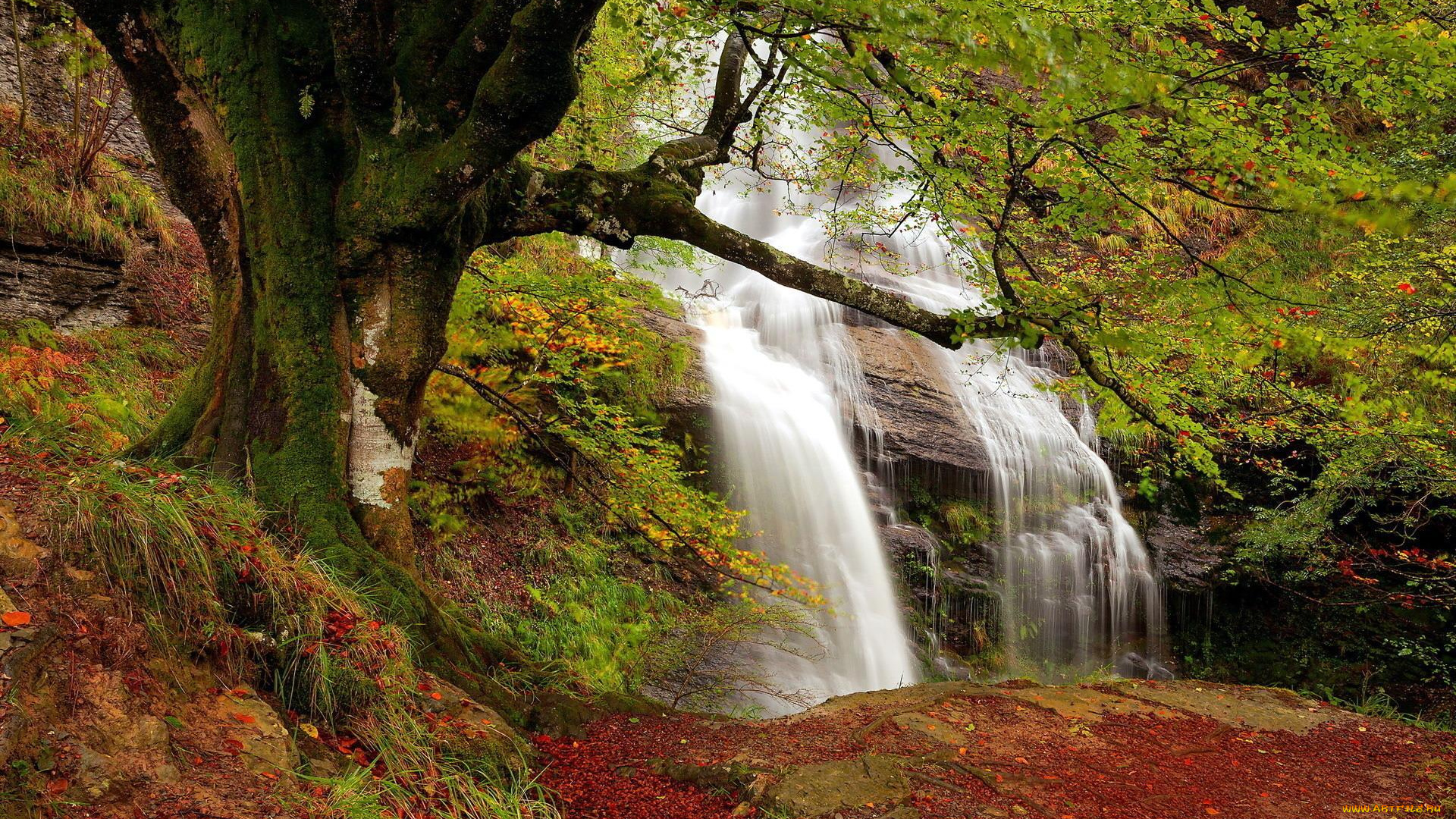 природа, водопады, дерево, осень, водопад, листья, скала