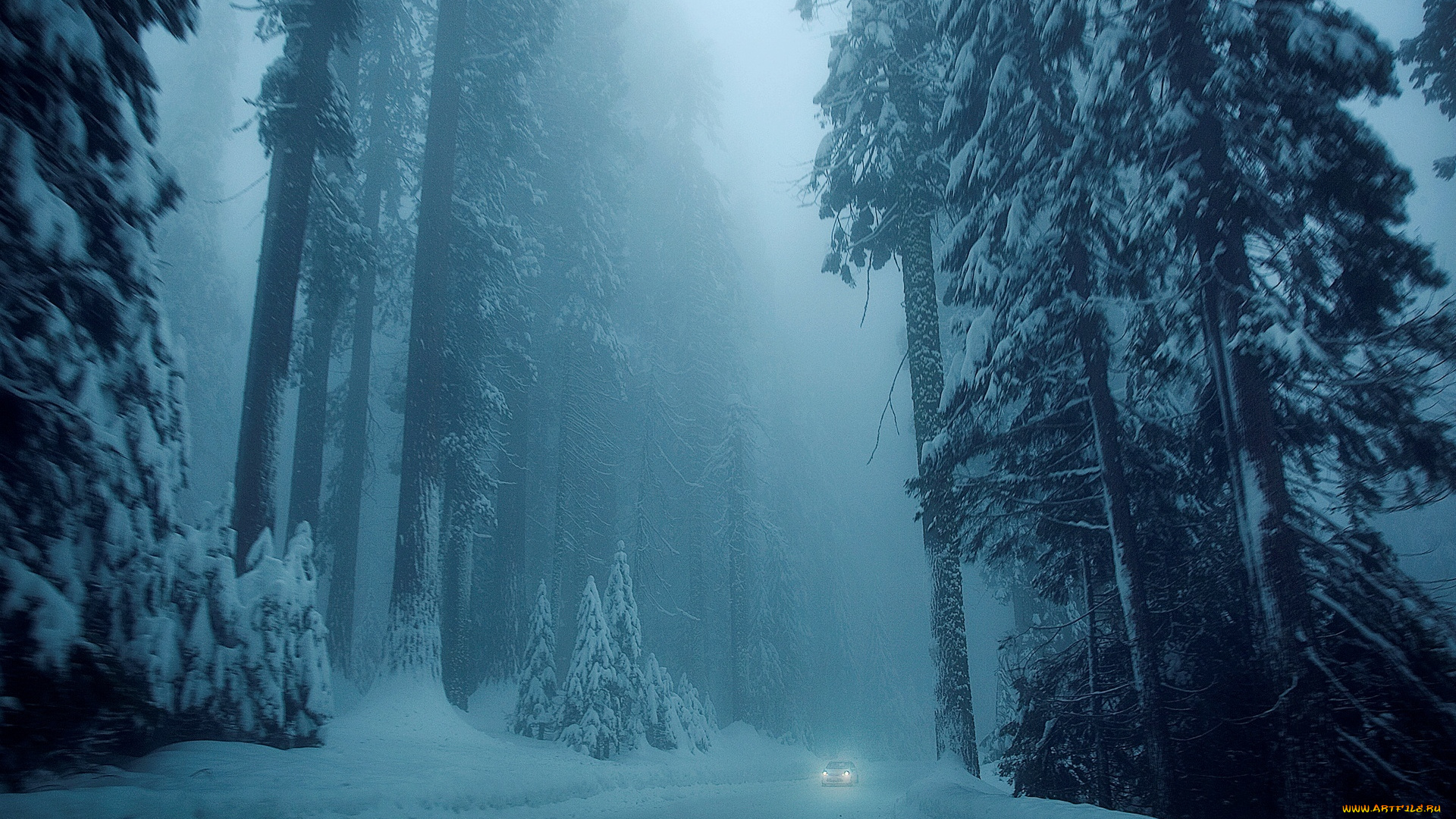 природа, зима, туман, деревья, снег, лес