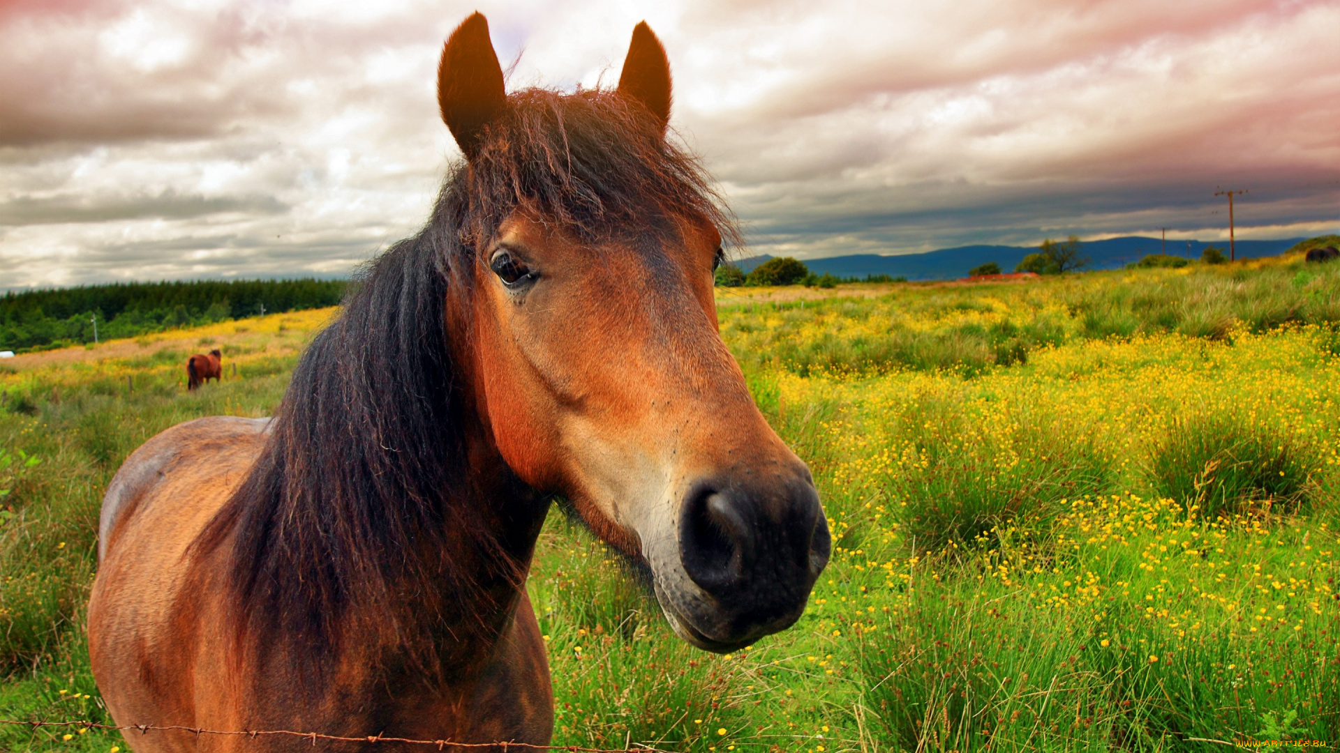 животные, лошади, облака, лето, морда, проволока, цветы, зелень, поле, коричневый, конь, лошадь