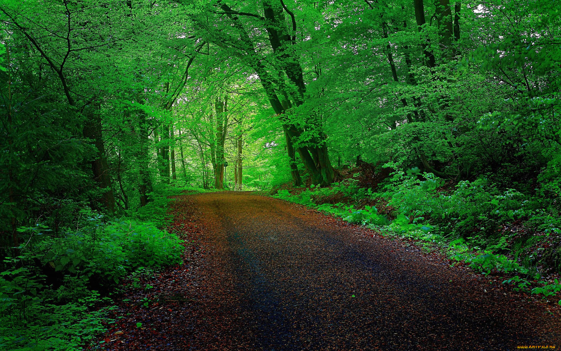 природа, дороги, деревья, лес, дорога, тоннель