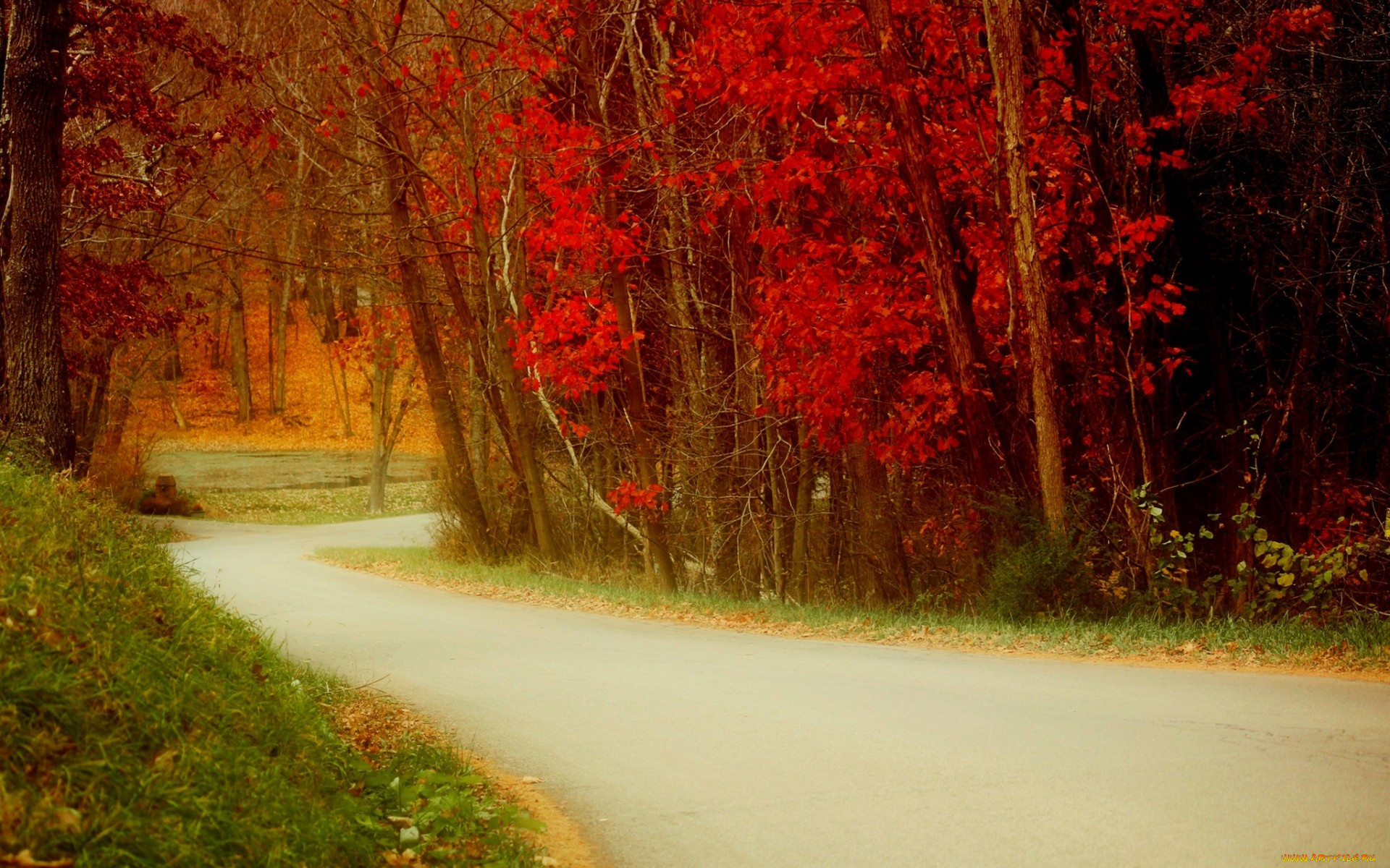 природа, дороги, nature, дорога, осень, листья, walk, trees, leaves, colorful, colors, fall, autumn, path, road