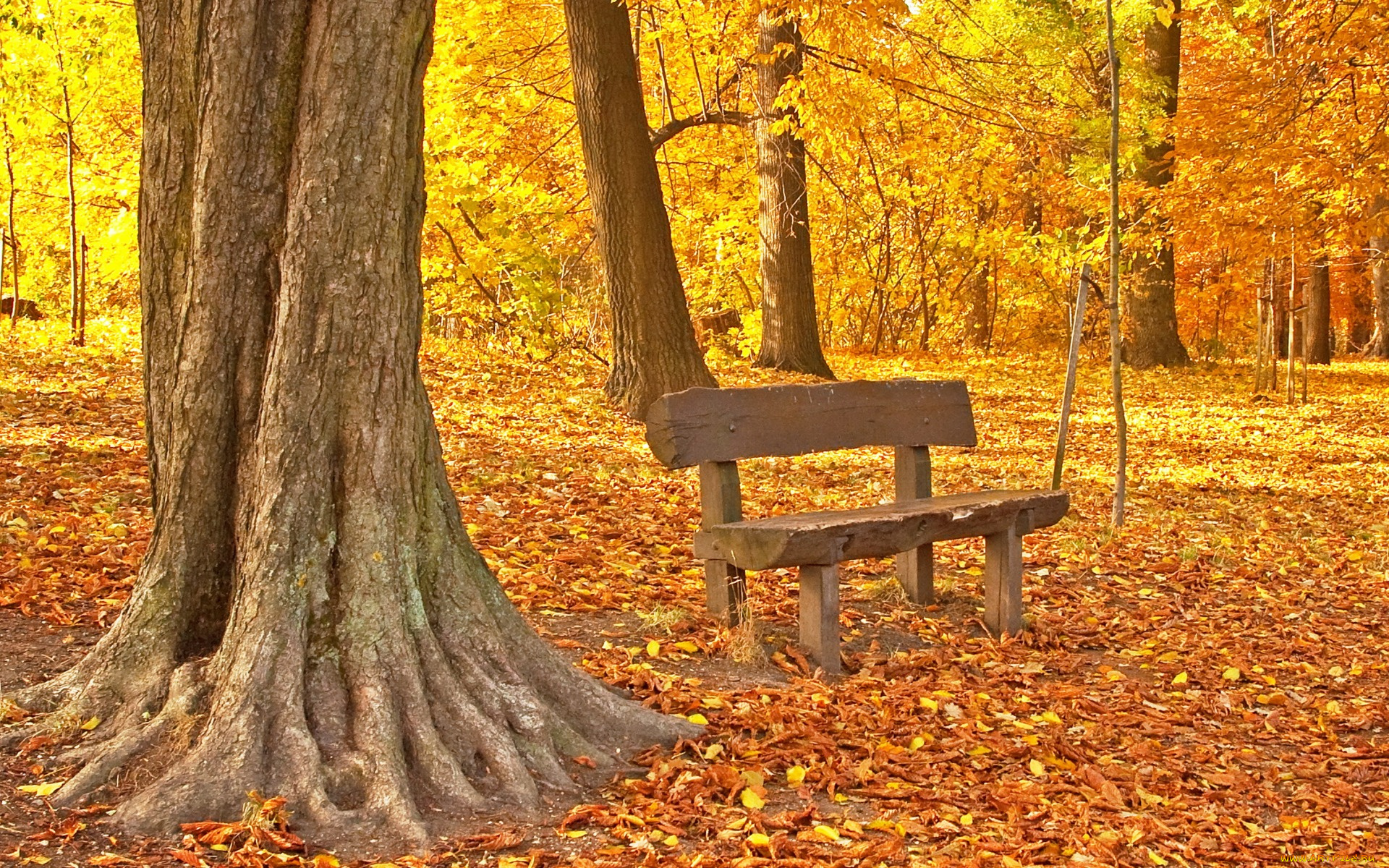 природа, парк, листья, осень, tree, park, maple, fall, leaves, autumn