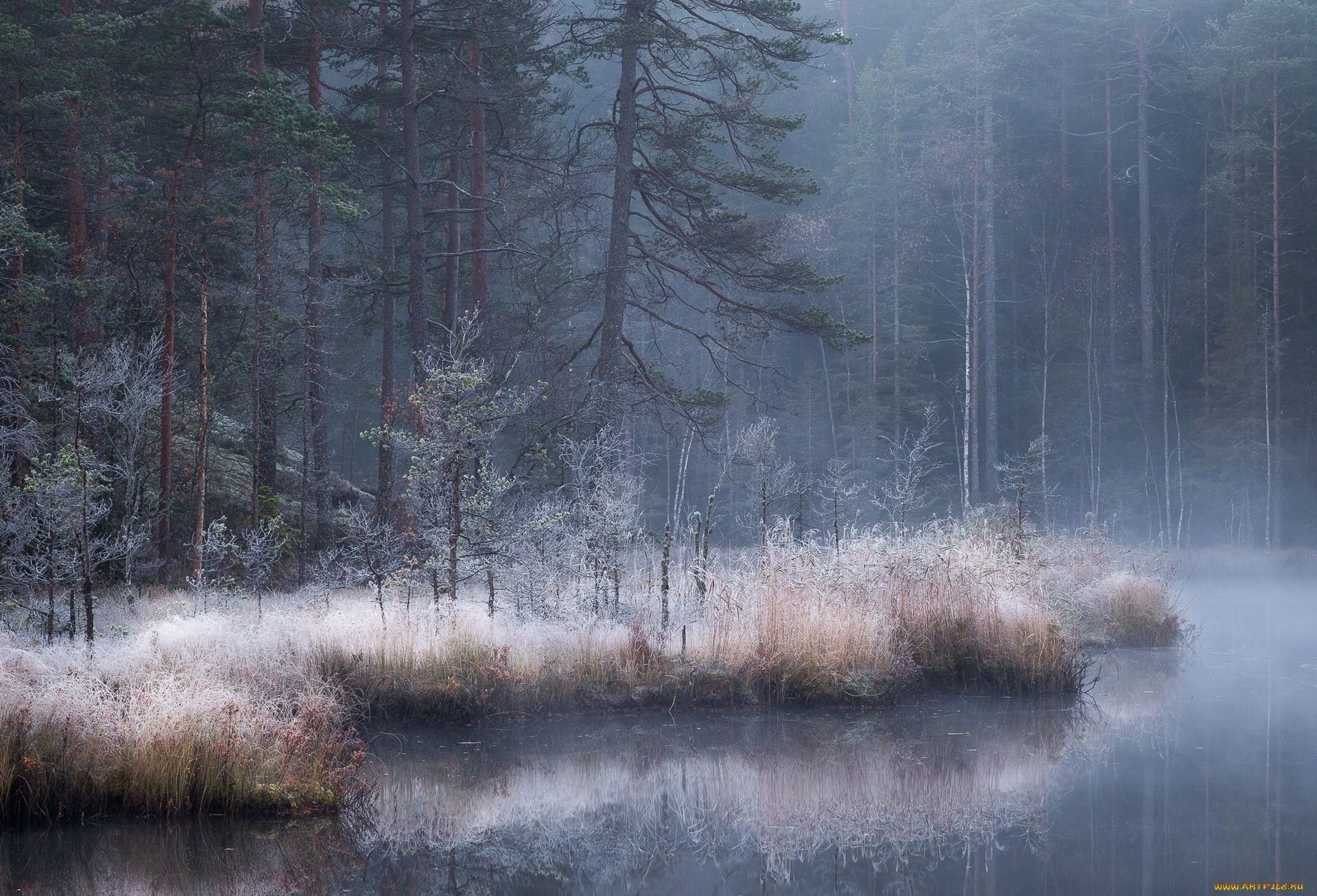 природа, лес, река, туман, осень
