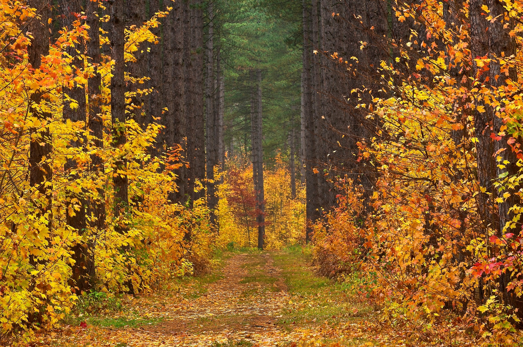 природа, дороги, осень, деревья, просека, листья, дорога, лес, пейзаж