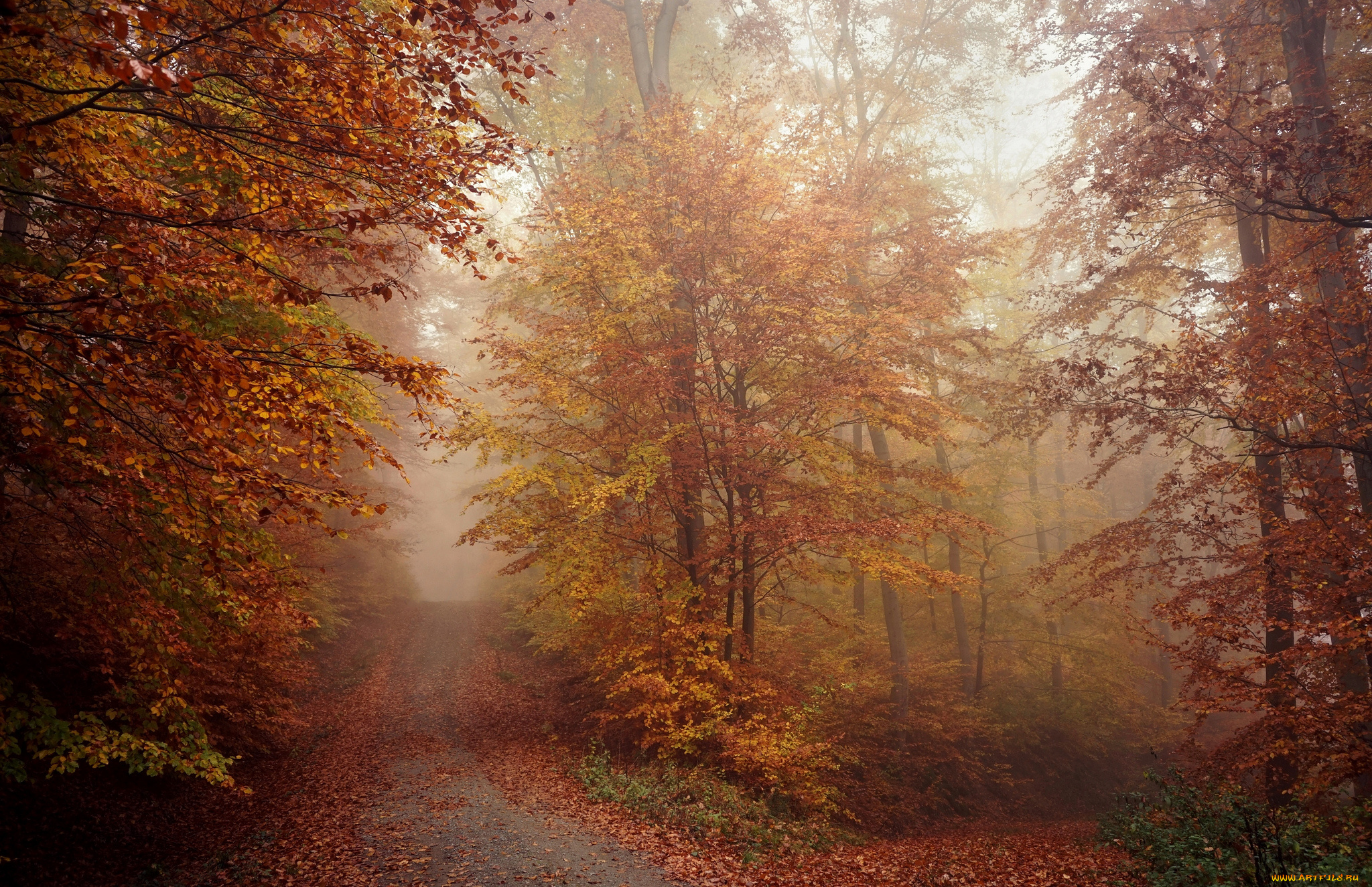 природа, дороги, осень, туман, лес, деревья