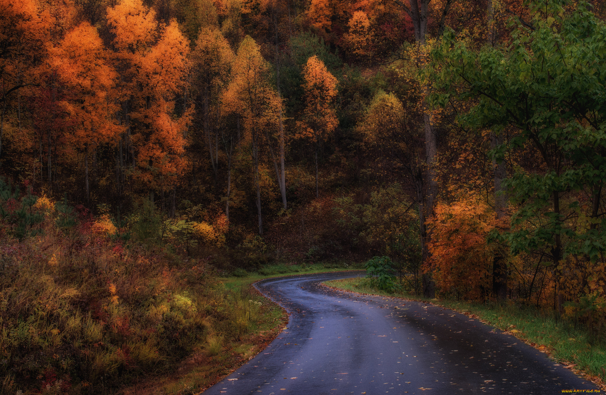 природа, дороги, осень, шоссе, лес