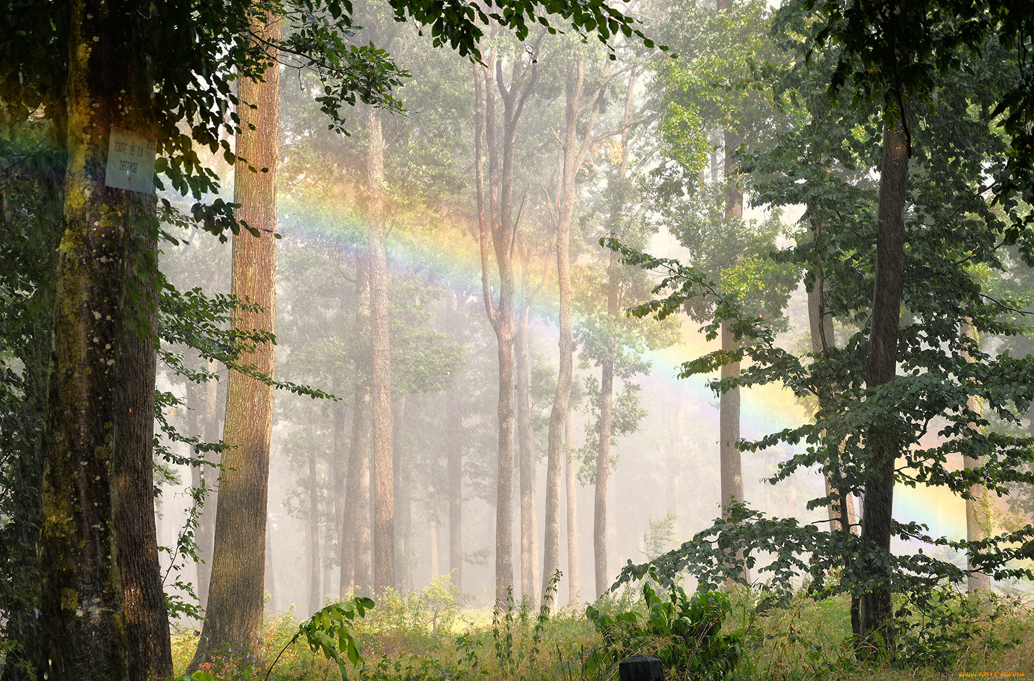 природа, лес, утро, радуга